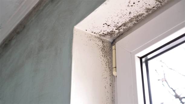 Best Emergency Mold Removal  in Beechwood, MS