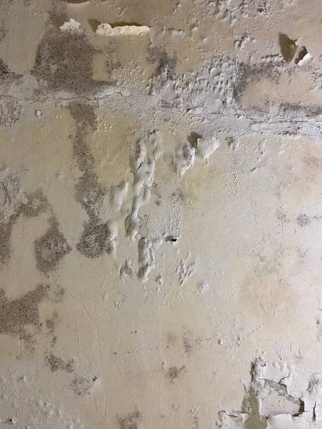 Best Professional Mold Removal  in Beechwood, MS